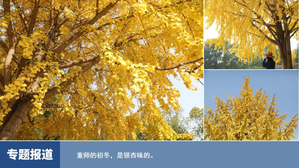 图说一周重师（2025年12月1日-